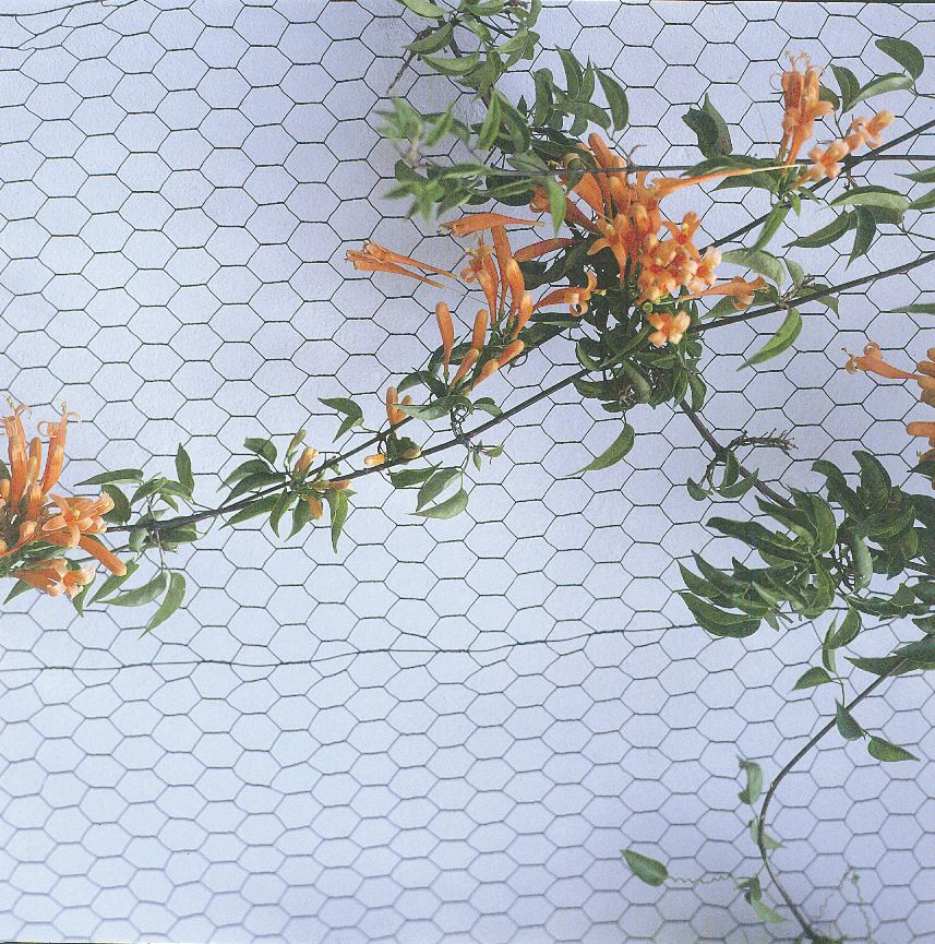 Apollo 13mm Pvc Coated Wire Netting 0 5 X 10m Wire Netting Screwfix Com