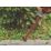 Einhell  GC-CH 18/40 Li Solo 40cm 18V Li-Ion Power X-Change  Cordless Hedge Trimmer - Bare