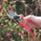Spear & Jackson Bypass  Heavy Duty Secateurs  ()