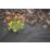 Apollo Weed Control Fabric Roll 100m x 1m