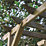 Forest Palma 4' x 2' (Nominal) Flat Timber Arbour
