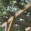 Forest Palma 4' x 2' (Nominal) Flat Timber Arbour