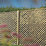 Forest Rosemore Lattice Softwood Square Garden Trellis 6' x 6' 10 Pack