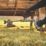 Refurb Titan TTB820GGT 600W 230V Corded  Grass Trimmer