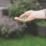 Westland PureGreen Lawn Seed 20m² 0.6kg