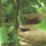 Velcro Brand  Green Tree Ties 5.4m x 50mm