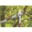 Gardena TeleCut  Telescopic Lopper 25.78" (655mm)