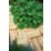 Forest Ridged Tile Decking Kit 32mm x 0.5m x 0.5m 16 Pack