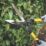 Roughneck XT-Pro Bypass Hedge Shears 25" (635mm)