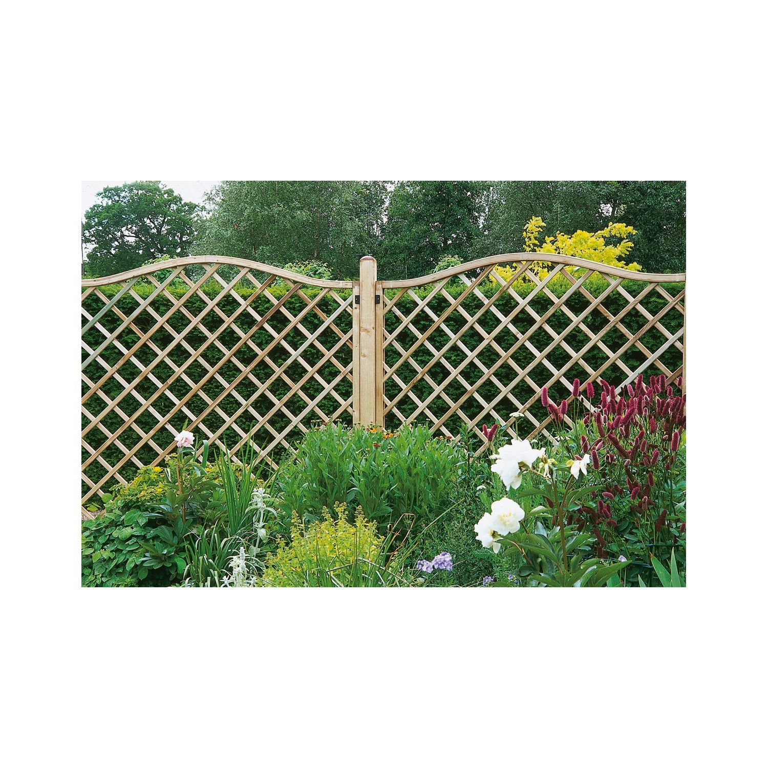 Forest Hamburg Lattice Curved Top Garden Screens 6' x 6' 4 Pack (62642)