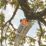 Refurb Titan TTT831HDC 18V 1 x 5.0Ah Li-Ion TXP  Cordless 2-in-1 Hedge Trimmer & Pole Saw