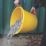 Faithfull  Polypropylene Bucket Yellow 14Ltr