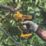 DEWALT DCMPP568P1-GB 18V 1 x 5Ah Li-Ion XR Cordless Bypass Powered Secateurs