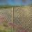 Forest Rosemore Lattice Softwood Square Garden Trellis 6' x 6' 5 Pack