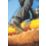 CAT Bearing   Safety Boots Black Size 12
