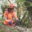 JSP EVOGuard M2 Forestry Face Shield Black
