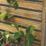 Forest  Softwood Rectangular Slatted Trellis 2' x 6' 5 Pack