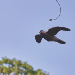 The Big Cheese STV971 Bird Decoy