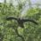 The Big Cheese STV971 Bird Decoy