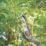 Webb Eco WEV20EXTPSB2 20V 1 x 2.0Ah Li-Ion   Cordless 15cm Pruning Saw