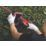 Einhell  GC-CH 1846 Li-Solo 46cm 18V Li-Ion Power X-Change  Cordless Hedge Trimmer - Bare