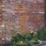 Forest  Softwood Fan Trellis 2' x 6' 10 Pack
