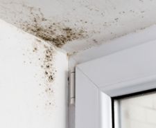 Black mould in corner of room