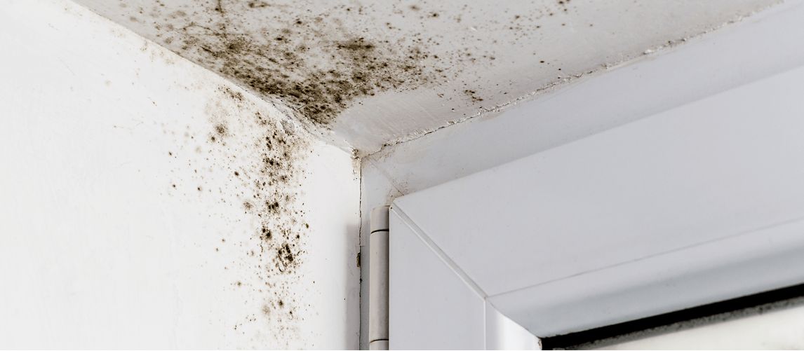 Black mould in corner of room