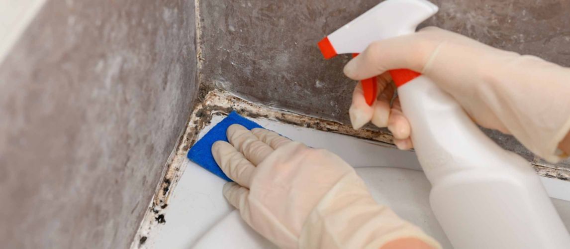 A rubber-gloved pair of hands sprays and scrubs at black mould around the corner of a bathtub.