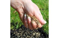 Image of grass seed