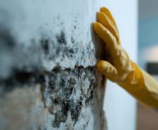 Person wearing protective yellow glove touch black mold and damp on a wall