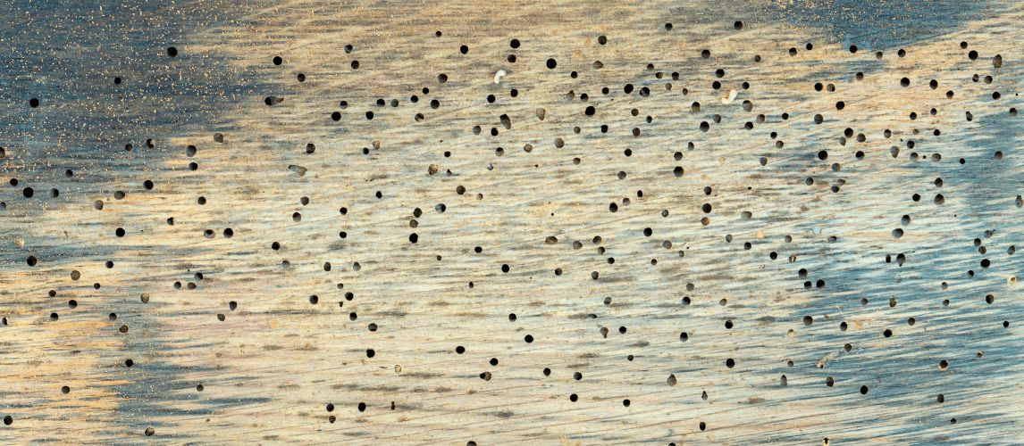 oak wood with lots of small holes