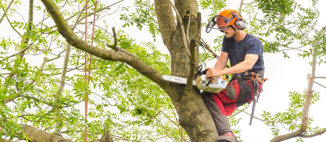 Image of a Chainsaw Cutting a Tree