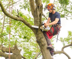 Garden Power Tool Guides