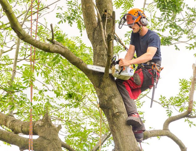 Tree Surgeon Using Chainsaw To Cut Tree Branch Tied Up With Rope