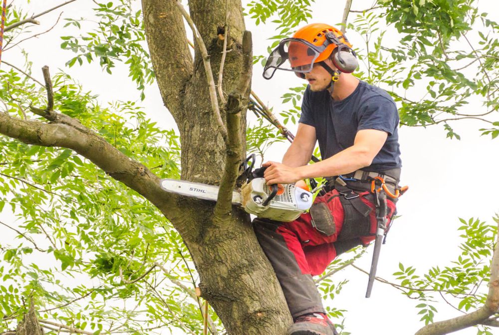 Branch cutter screwfix discount
