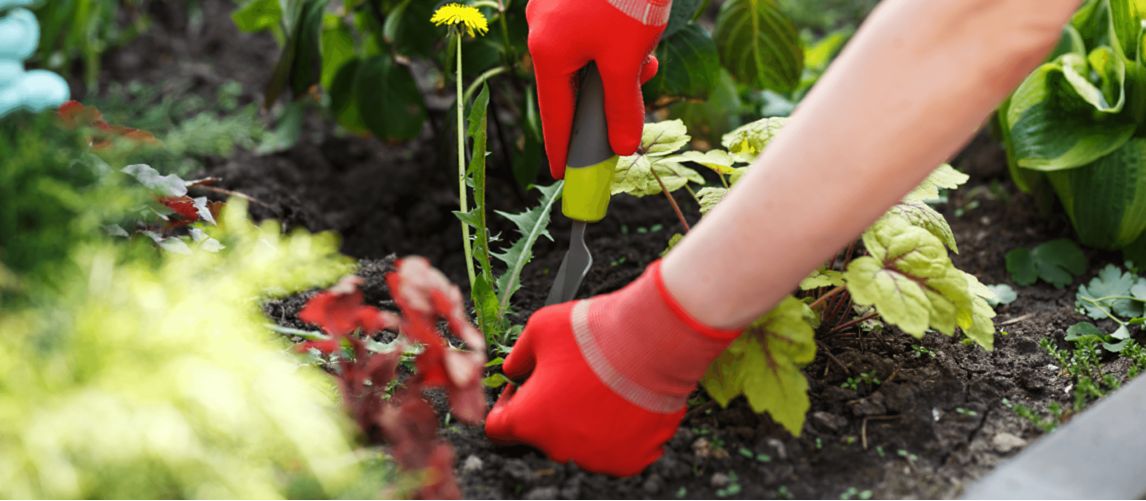 person removing garden weed with trowel